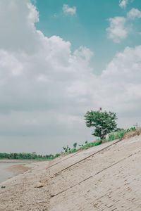 Plants growing on land against sky