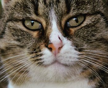 Close-up portrait of a cat