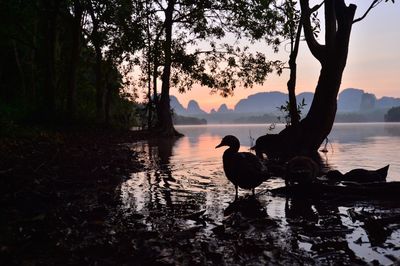 Silhouette dog on lake at sunset