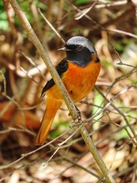 Close-up of bird perching on branch