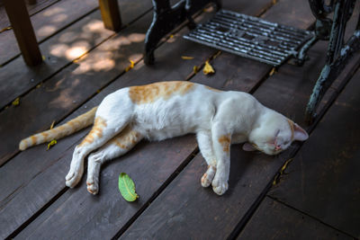 High angle view of dog sleeping on floor