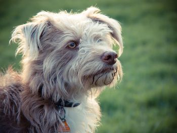 Close-up of dog looking away