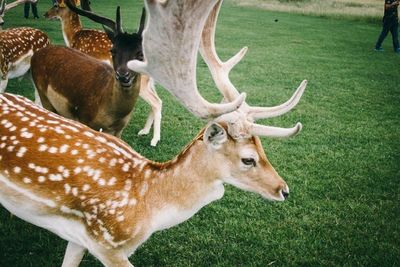 Deer on grassy field