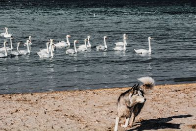 View of seagull on beach