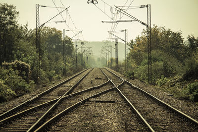 Railroad tracks amidst trees