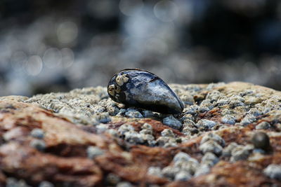 Close-up of lizard on rock