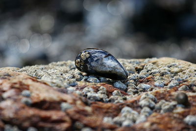 Close-up of mussel on rock