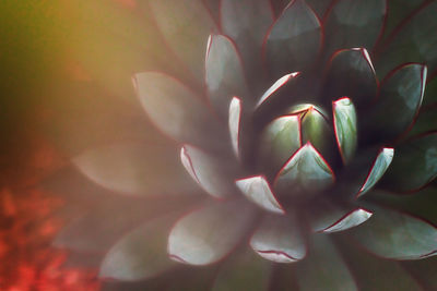 Close-up of flowering plant