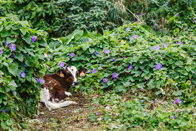  cow view on plants