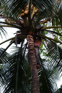 Low angle view of palm tree