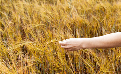 Cropped hand of man holding wheat field