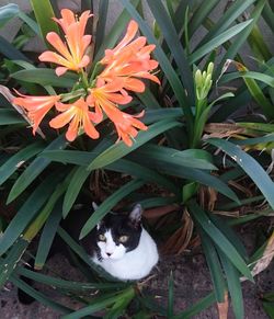 Cat in a field