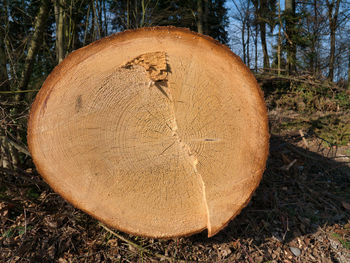 Close-up of tree trunk on field