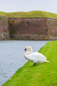 Swan near the protective moat with water around the castle 