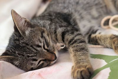Close-up of cat sleeping