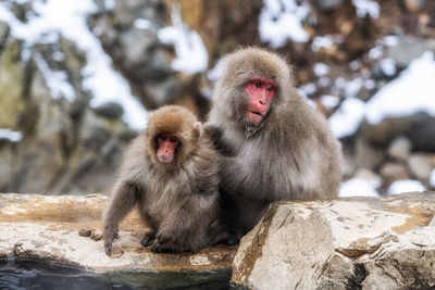 Snow monkeys