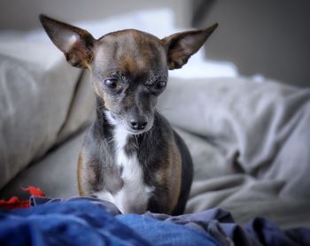 Portrait of dog relaxing on bed at home