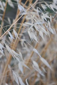 Close-up of dry plants on field