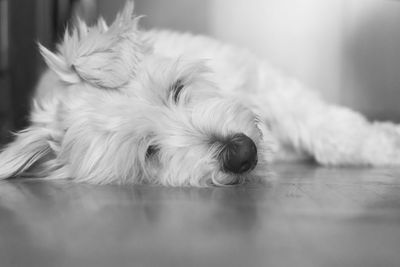 Close-up of dog sleeping on floor