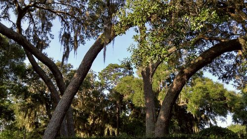 Low angle view of trees in forest