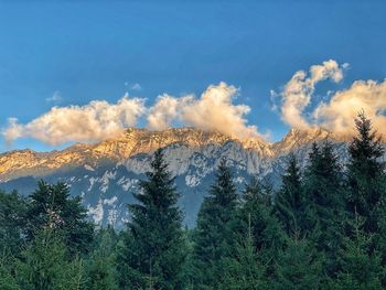 Scenic view of forest against sky