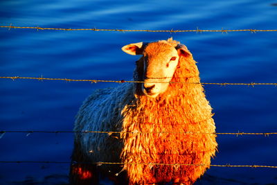 Close-up of sheep