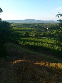 Scenic view of vineyard against sky