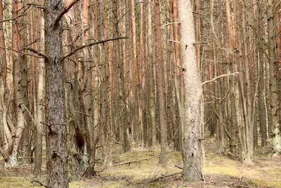 View of trees in forest