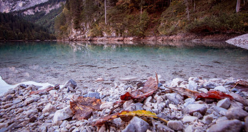 Scenic view of river in forest