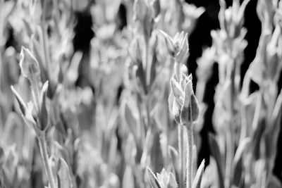 Close-up of flowers blooming outdoors