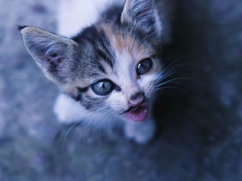 Close-up portrait of kitten