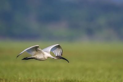 Close-up of a bird flying