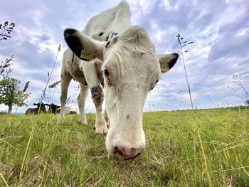 Cow grazing on field