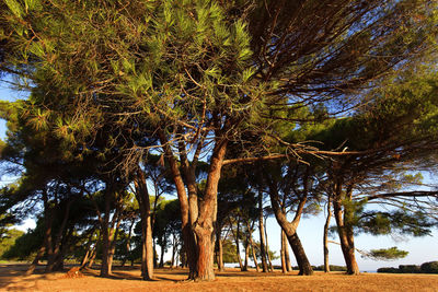 Trees on field against sky