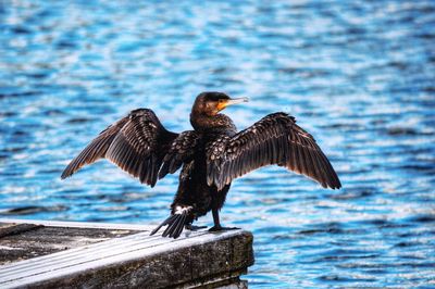 Bird flying over sea