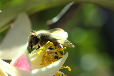 Close-up of bee on flower
