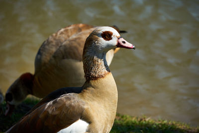 Close-up of duck at lakeshore