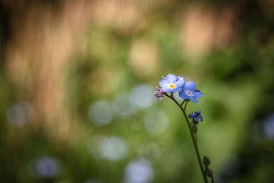 Close-up of purple flowering plant