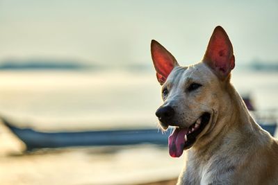 Close-up of dog by sea against sky