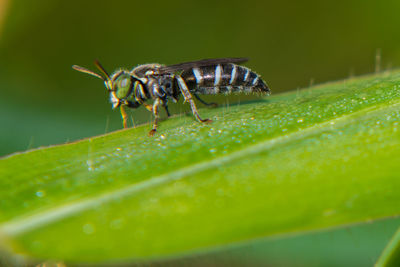 Close-up of insect on leaf