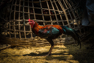 Close-up of rooster on field