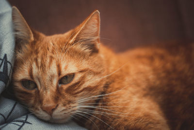 Close-up of a cat looking away