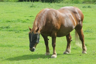 Horse grazing on field
