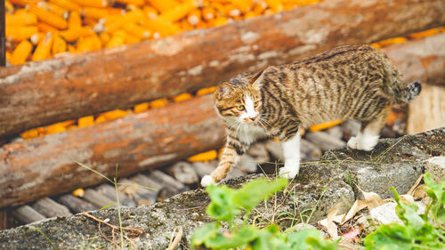 Cat looking away