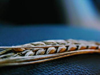 Close up of stalk of wheat on blue cloth