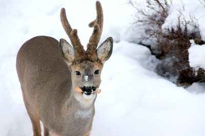 Portrait of deer on snow covered tree