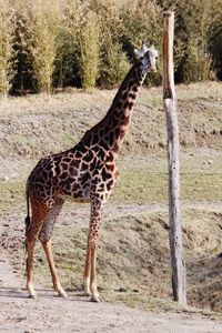 Giraffe standing in park