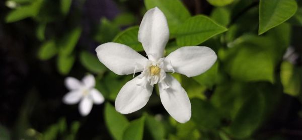 Close-up of white flowering plant