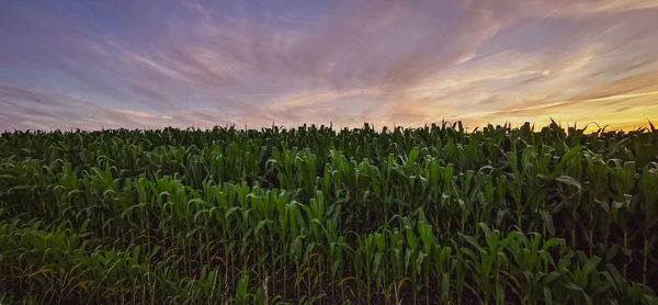 Crops growing on field against sky during sunset