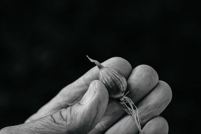 Close-up of hand holding flower against black background